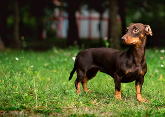 The dachshund is brown for up to six months. The dog stands on a background of blurred green grass and trees. The dog looks away. The photo is blurred.