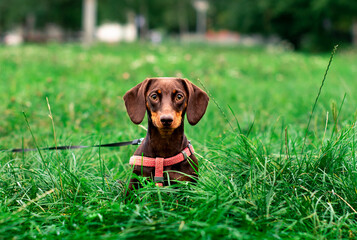 The dachshund is brown to her half year. The dog sits on a background of blurred green grass and trees. The dog has a leash and a collar around its neck. The photo is blurred.