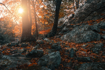 Light rays spill into a mysterious dark autumn cored forest stems with fallen leaves and large rock...