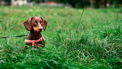 The dachshund is brown to her half year. The dog sits on a background of blurred green grass and trees. The dog has a leash and a collar around its neck. The photo is blurred.