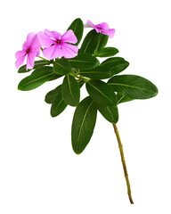 Pink flowers and green leaves of Catharanthus (Vinca major) isolated