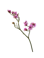 Closeup of pink limonium small flowers isolated