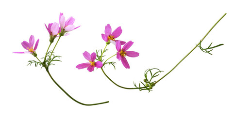 Set of pink cosmos flowers isolated