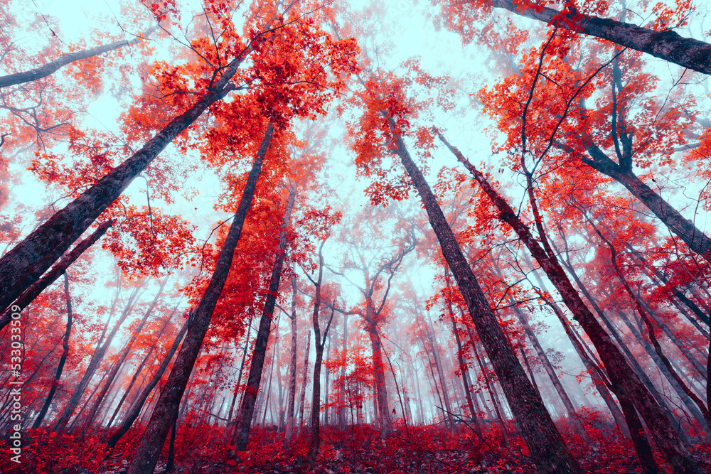 Wall mural a grove of red maple trees reach into the sky of an autumn forest with fall colored leaves.