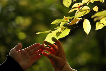 Green leaves and hands in the autumn forest. Pavel Kubarkov, my left hand and right hand of my Mother and green leaves. Photo was taken 20 September 2022 year, MSK time in Russia. - 533034366
