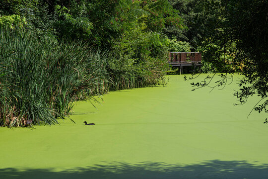 pond covered with green duckweed on the surface, with trees around

