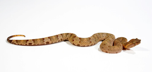 Flat-nosed pitviper // Braune Bambusotter (Craspedocephalus puniceus)