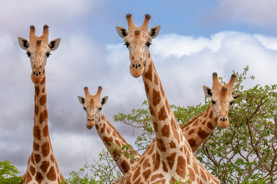 Girafes au Niger dans la réserve de Kouré © André