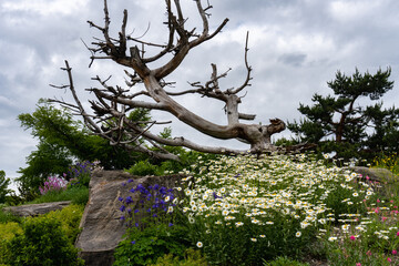 Montreal Botanical Garden Alpine Garden, tour of mountain botanical world, from Rockies, Himalayas, Alps to Arctic tundra. 