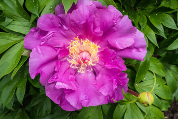 Peony 'Gordon E. Simonson' (Paeonia, Paeoniaceae, Itoh) Midseason semi-double fuchsia pink Peony...