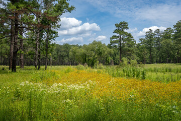 Moores Creek National Battlefield field of black eyed Susan flowers. Park commemorates American...