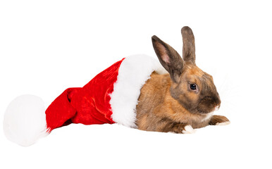 Rabbit in a Christmas hat on a white background