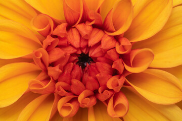 Fototapeta premium orange flower macro