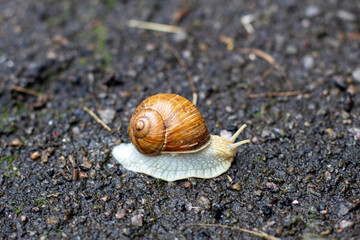Snail close up. cochlea.