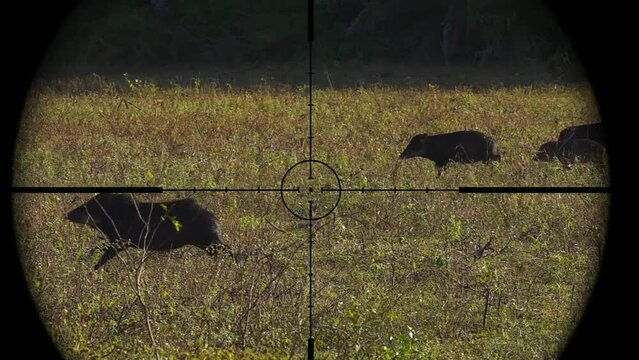 Pecari Wild Pigs in Gun Rifle Scope. Wildlife Hunting. Poaching Endangered, Vulnerable, and Threatened Animals