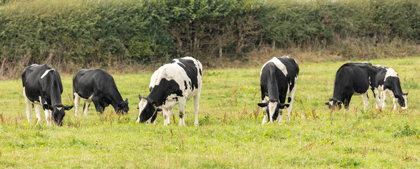 small herd of black and white cattle feeding on the fresh grass