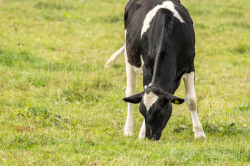 Close up portrait of the head of a Friesian Cow