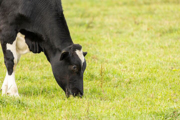 Close up portrait of the head of a Friesian Cow