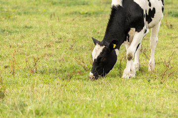 Close up portrait of the head of a Friesian Cow