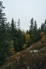 Primeval foggy forest in fall. Image from a trip to the Svartdalstjerna Forest Reserve of the Totenaasen Hills, Norway, in autumn.