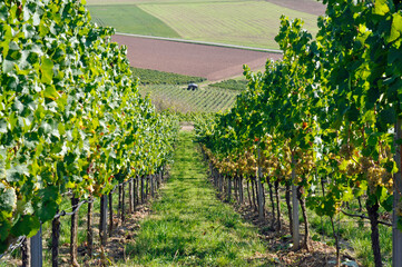 rheinhessische spätsommerlandschaft im weinberg