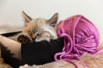 kitten playing with ball