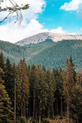 Mountain range of the Ukrainian Carpathians in summer with a tonal perspective. High quality photo