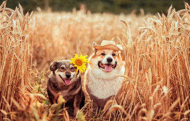  pair of cute dogs in a sunflower hat sitting on a field of ripe wheat ears on a sunny summer day
