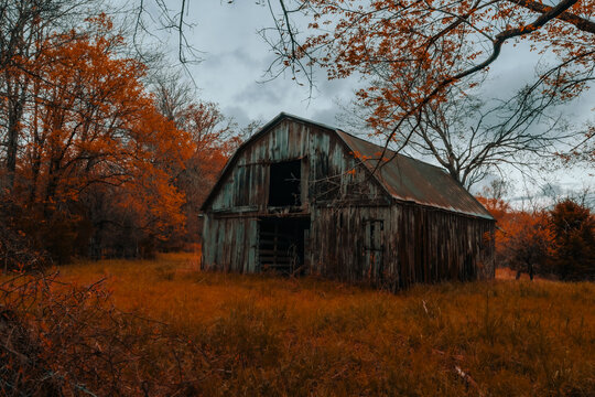 An old rustic barn decorates the farmland of Arkansas during fall with autumn colored trees with hay type grass in the foreground. 