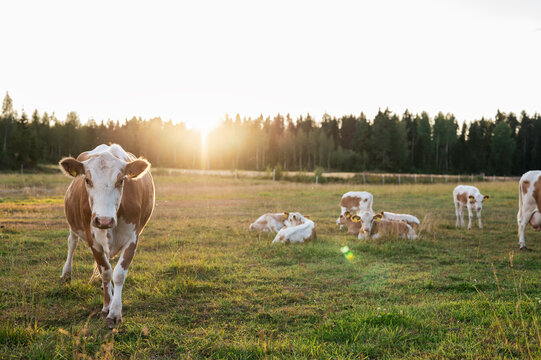 Cow and calves on a green field. Österbotten/Pohjanmaa, Finland
