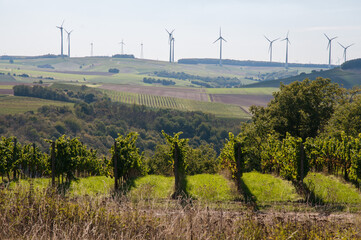 rheinhessische spätsommerlandschaft im weinberg
