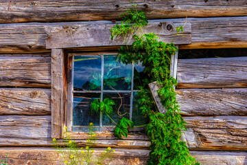old wooden window with crawling vine
