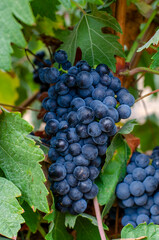 harvesting red wine grapes
