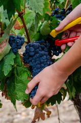 Grapes in vineyard plant