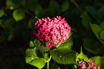 red rose flower