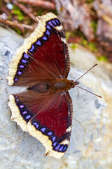 Trauermantel - Schmetterling - Edelfalter - Allg&auml;u