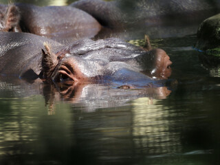 The head of a hippopotamus sticks out of the pond
