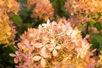 Blooming buds hydrangea paniculata, close-up. Pink and white flowers of panicled hydrangea in the...