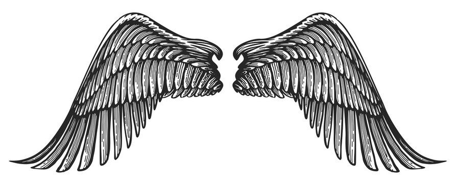 Pair of angel wings in vintage engraving style. Hand drawn heraldic bird wing vector illustration