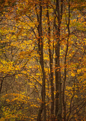 Fototapeta na wymiar Stunning vibrant close up landscape image of golden beech tree in full color during Autumn
