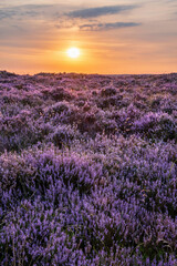 Fototapeta na wymiar Beautiful late Summer sunrise in Peak District over fields of heather in full bloom around Higger Tor and Burbage Edge