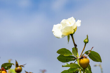 秋な青空と白い薔薇