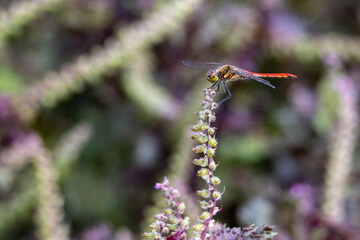 紫蘇の実とアキアカネ