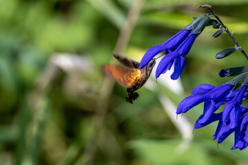 花の蜜を必死に吸うスカシバガ