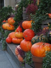 Pumpkins, heather and colourful chrysanthemums decorating the steps of a flower shop. Halloween and Thanksgiving day. Festive pumpkins. A collection of festive pumpkins.