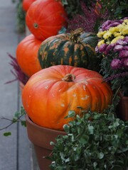 Pumpkins, heather and colourful chrysanthemums decorating the steps of a flower shop. Halloween and Thanksgiving day. Festive pumpkins. A collection of festive pumpkins.