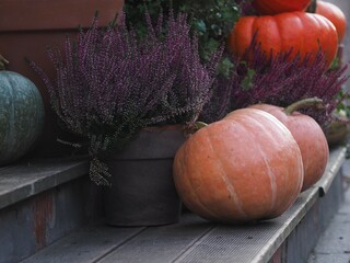 Pumpkins, heather a decorating the steps of a flower shop. Halloween and Thanksgiving day. Festive...