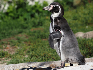 Obraz premium King penguin (Aptenodytes patagonica)