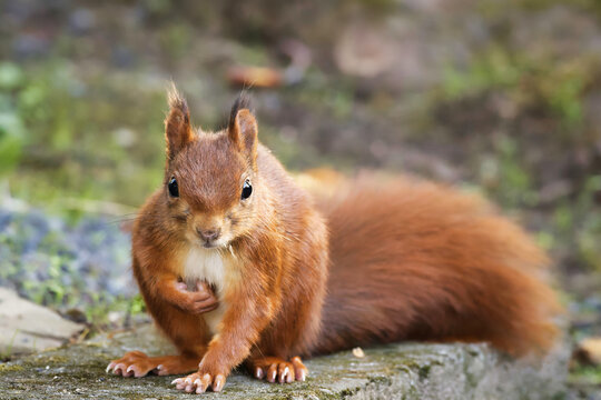 squirrel looks curiously into the camera while scratching his belly - Powered by Adobe