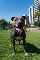 Pit bull dog playing and having fun in the park. Grassy floor, agility ramp, ball. Selective focus. Dog park. Sunny day